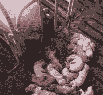 猪流产什么原因