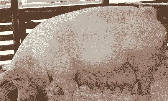 母猪产后肚子还大