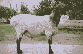 新疆羊都有什么品种