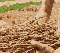 养牛冬天栽培什么草