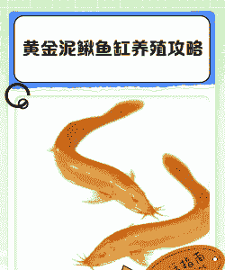 养殖泥鳅选什么品种