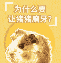 猪为什么喜欢磨牙