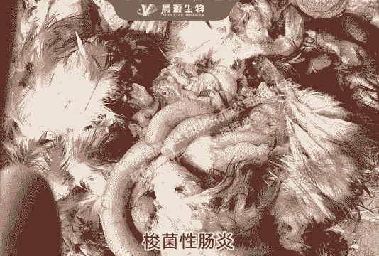 鸡得肠炎什么症状