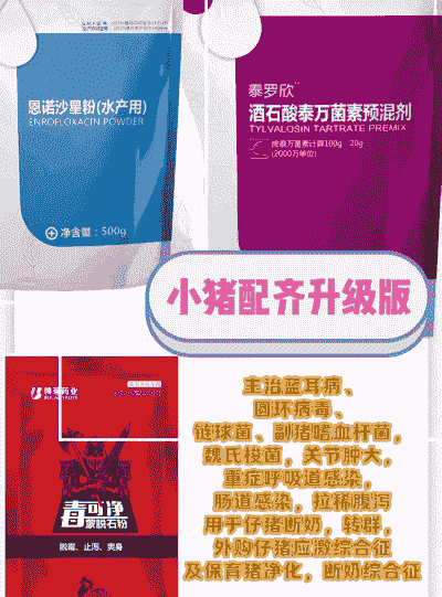 外购小猪吃什么药