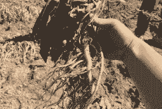 母猪产后打板蓝根