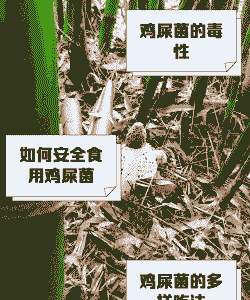 养鸡都有些什么细菌