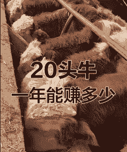 养什么品种牛赚钱