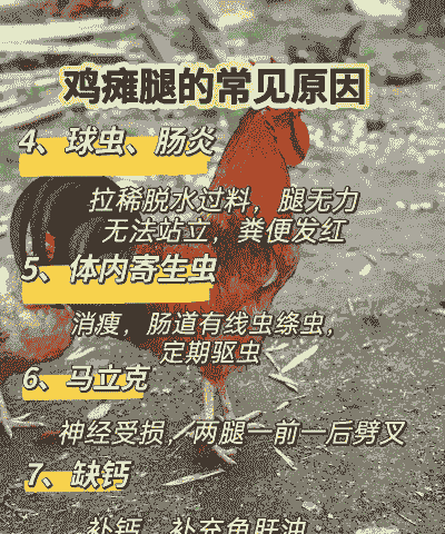 土鸡瘫痪是什么病因