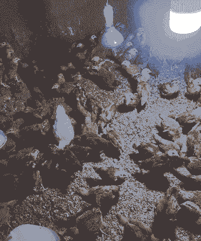 土鸡养殖有什么补助