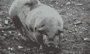 越南猪 为什么便宜