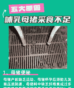 母猪产后采食问题