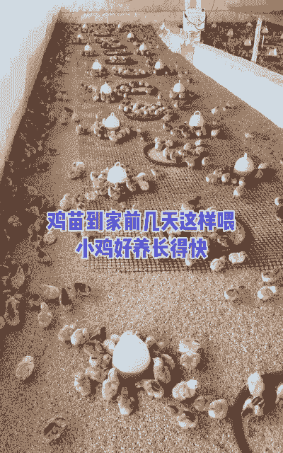 养鸡喂什么生长最快