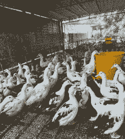 海南搞什么养殖好