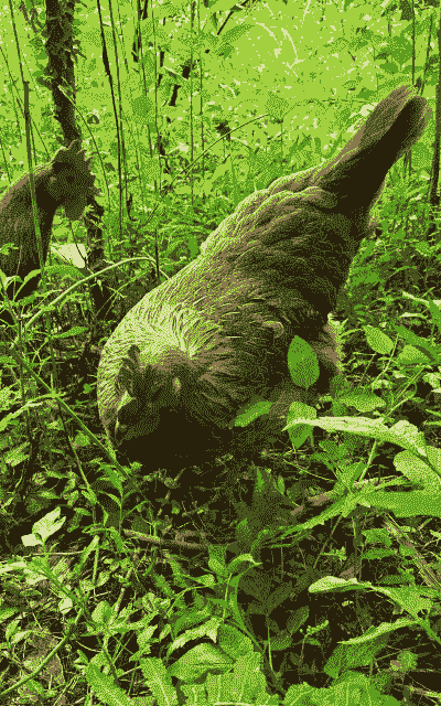 生态养鸡 什么意思