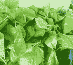 鲜嫩树叶是什么饲料