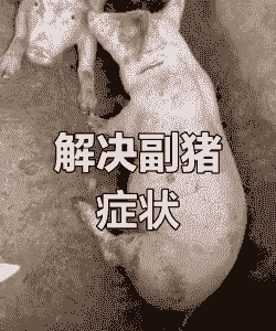附猪是什么症状