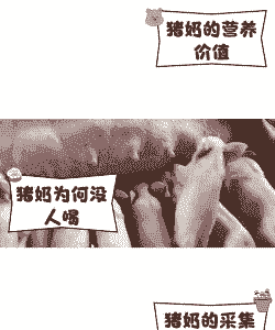 母猪psy什么意思