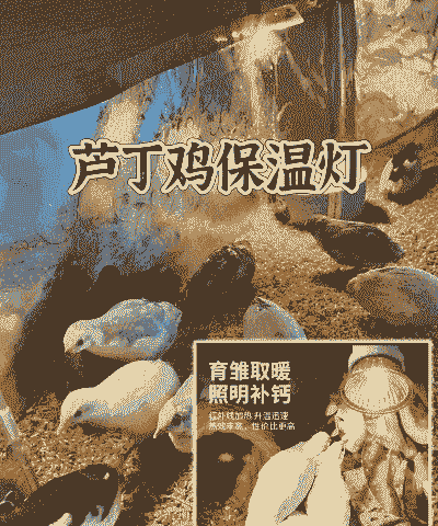 鸡舍用什么灯合适