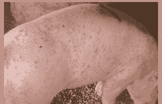 育肥猪缺钙什么症状