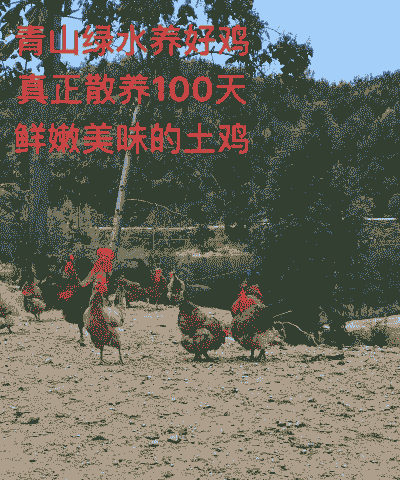 什么人适宜养鸡