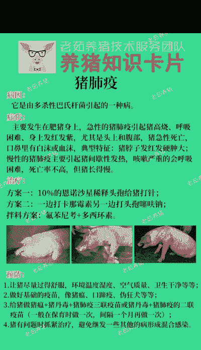 母猪肺炎是什么状