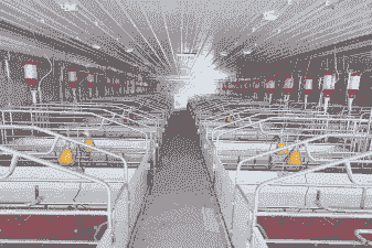 养猪需要准备什么设备