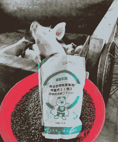 母猪补什么钙好