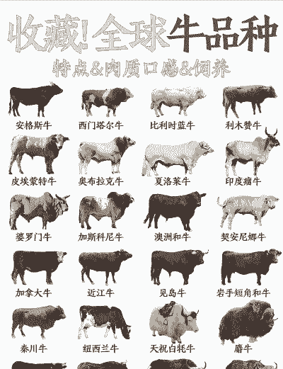 什么品种牛好养殖