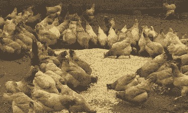 肉鸡吃庆大治什么