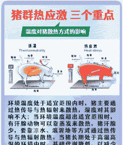 小猪应激有什么表现