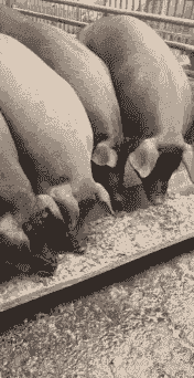 猪吃苞米掺什么