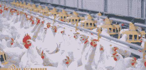 圣农用什么鸡品种