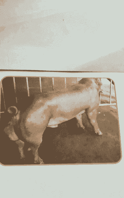 公种猪什么品种好