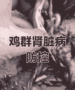 肉鸡肾病会影响什么