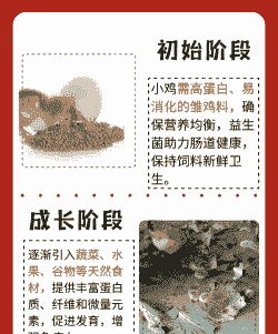 鸡吃什么长很快