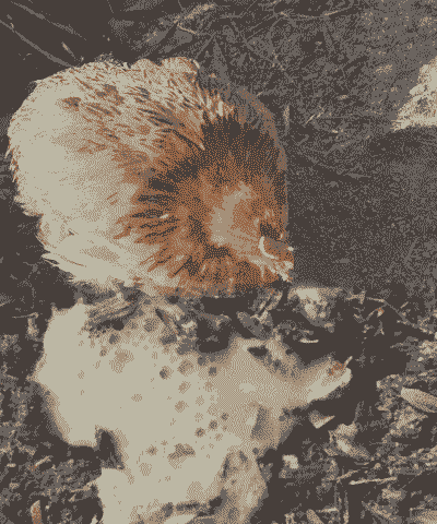 鸡腹泻是什么症状