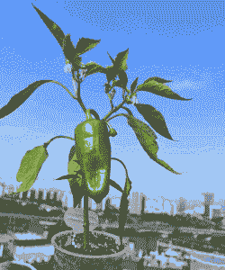 种什么辣椒最赚钱