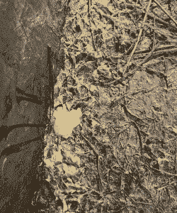 仔猪拉什么颜色粪便