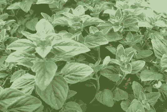 牛至油是什么饲料