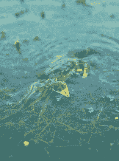 什么水草适合养螃蟹