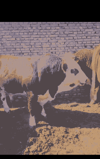 什么饲料喂牛胖