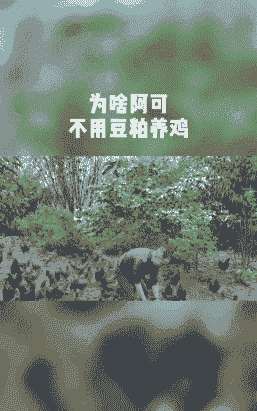 什么可以代替豆粕喂鸡