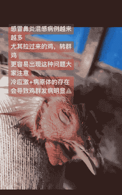 鸡冷应激什么症状