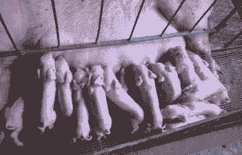 猪仔无奶吃什么