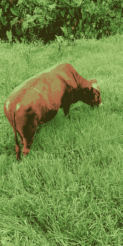 东北适合养什么黄牛