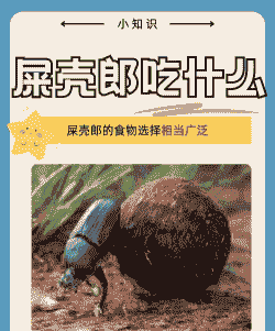 屎壳郎突出吃什么食物