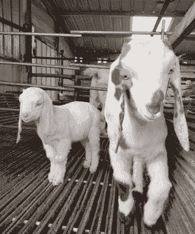 养殖波尔山羊吃什么