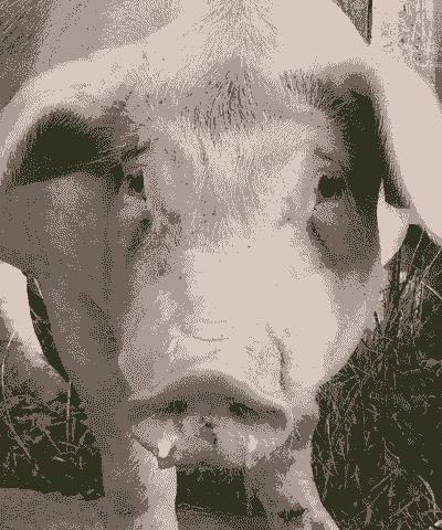 猪为什么打喷嚏