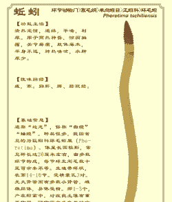 蚯蚓可以养什么作用