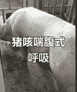 母猪生产后喘气